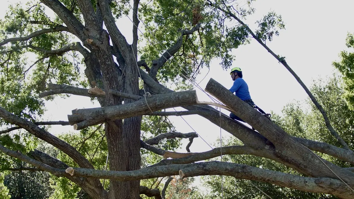 Professional Hazardous Tree Removal performed by certified arborists in Buffalo Prairie