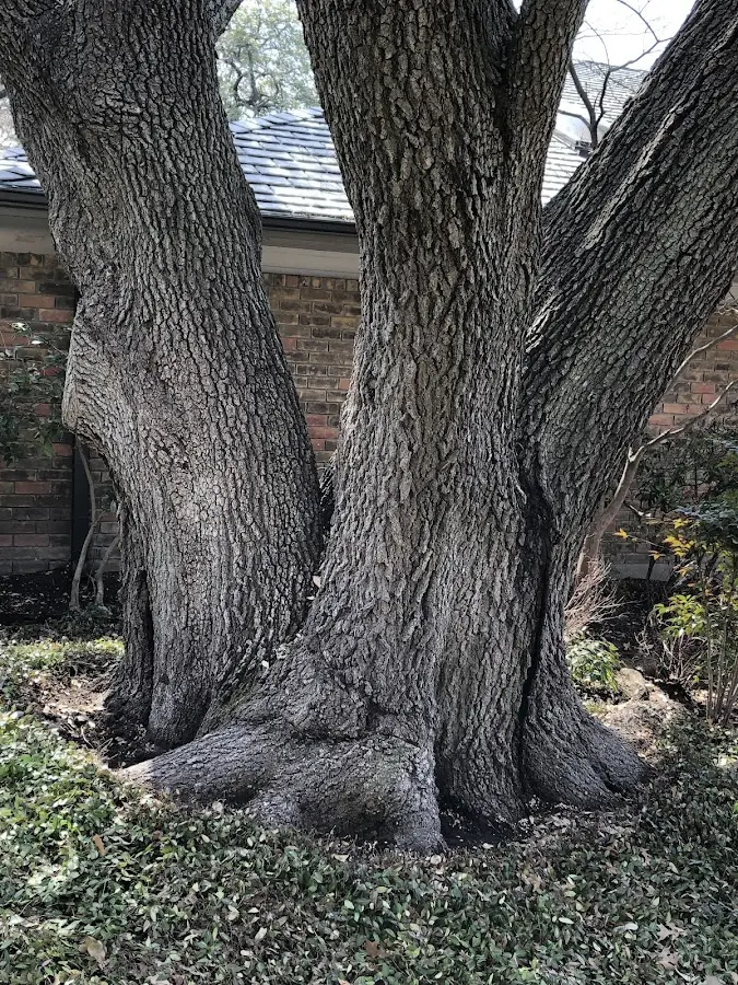 Mature heritage tree close to a Buffalo Prairie property cared for by certified arborists